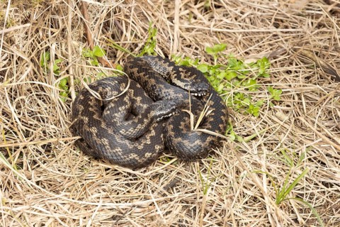 Common european adder or viper snake (Vipera berus) two adult reptiles basking or warming up by a