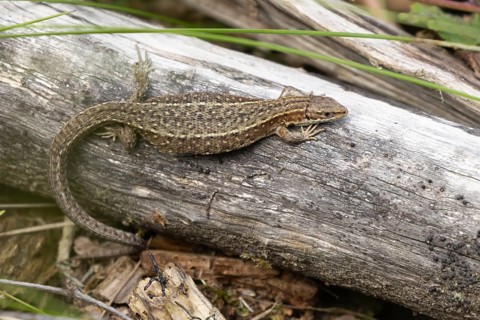 Common lizard (Zootoca vivipara) adult reptile resting on a tree stump, England, United Kingdom