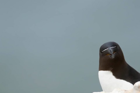 Razorbill (Alca torda) adult seabird bird head portrait, RSPB Bempton cliffs nature reserve,