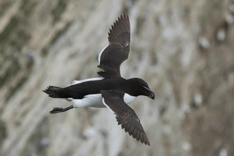 Razorbill (Alca torda) adult seabird bird in flight in summer, RSPB Bempton cliffs nature reserve,