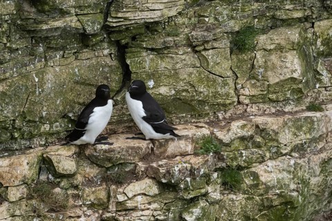 Razorbill (Alca torda) two adult seabird birds on a cliff ledge in summer, RSPB Bempton cliffs