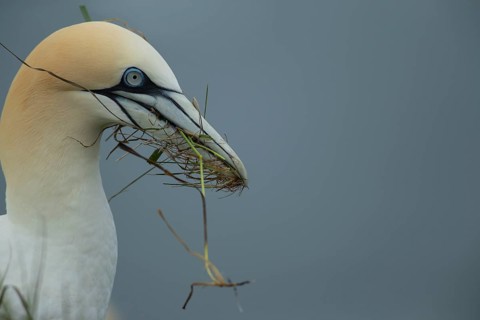 Northern gannet (Morus bassanus) adult seabird bird carrying nest material in its beak in summer,