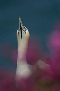 Northern gannet (Morus bassanus) adult seabird bird amongst cliff top summer flowers, RSPB Bempton