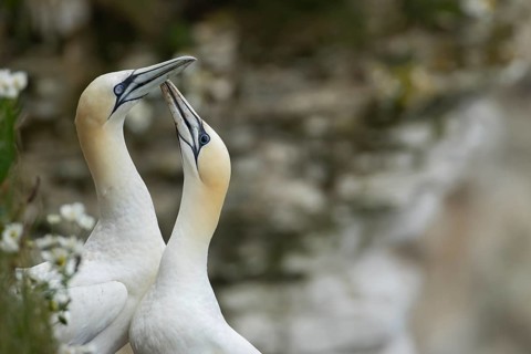 Northern gannet (Morus bassanus) two adult seabird birds performing their love courtship display,