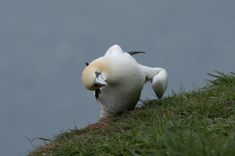 Northern gannet (Morus bassanus) adult seabird bird on a cliff top in summer, RSPB Bempton cliffs
