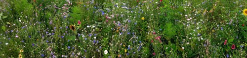 Vegetation, wildflowers, wildflower meadow, meadow, biodiversity, panorama, Rügen island, largest