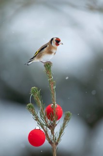 European goldfinch (Carduelis carduelis) adult garden bird on a snow covered Christmas spruce tree