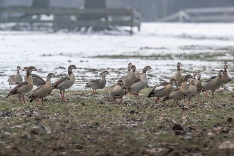 Egyptian geese (Alopochen aegyptiacus), Emsland, Lower Saxony, Germany