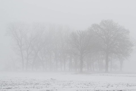 English oaks (Quercus robur) in fog, Emsland, Lower Saxony, Germany