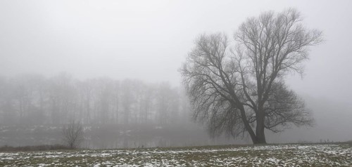 Silver willow (Salix alba) Im fog, Emsland, Lower Saxony, Germany
