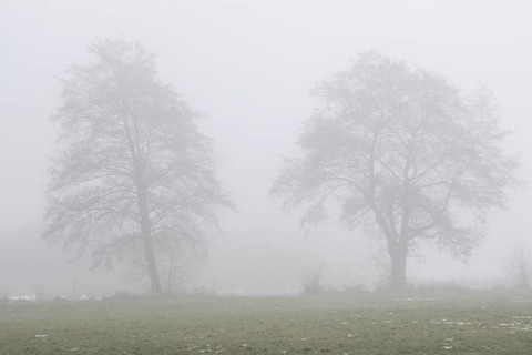 Black alder (Alnus glutionsa) in the fog, Emsland, Lower Saxony, Germany
