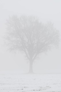English oaks (Quercus robur) in fog, Emsland, Lower Saxony, Germany