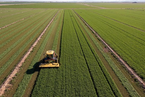 Buckeye, Arizona - A tractor cuts alfalfa on a farm in the Arizona desert. Alfalfa uses a lot of