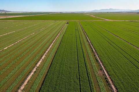 Buckeye, Arizona - Alfalfa growing on a farm in the Arizona desert. Alfalfa uses a lot of water,