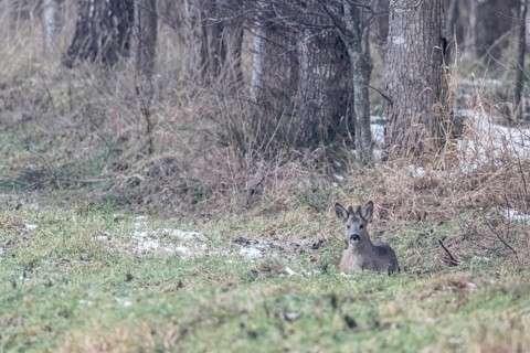 Roebuck (Capreolus capreolus), Emsland, Lower Saxony, Germany