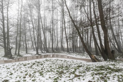 Black alder (Alnus glutinosa) in a misty floodplain landscape, Emsland, Lower Saxony, Germany