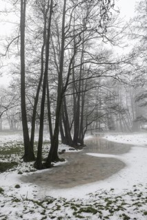 Black alder (Alnus glutinosa) in a misty floodplain landscape, Emsland, Lower Saxony, Germany