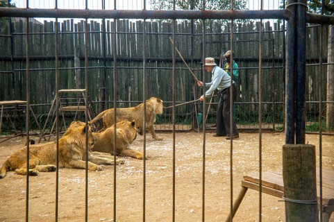 Lion tamer, trainer, zoo keeper inside cage with lions using sticks to control the animals, South