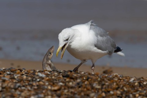 Herring gull (Larus argentatus) adult seagull bird feeding on a Dogfish shark fish on a beach in
