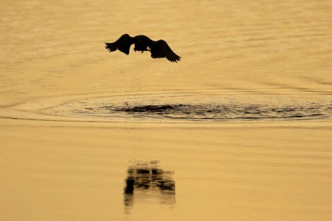 Common tern (Sterna hirundo) adult bird taking off in flight from the water surface of a lake at