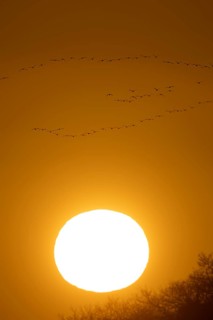 Pink-footed goose (Anser brachyrhynchus) adult geese flying in a flock or skein at sunset in