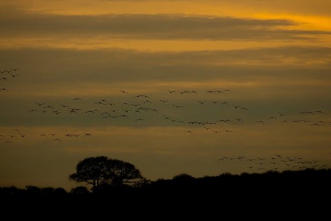 Pink-footed goose (Anser brachyrhynchus) adult geese flying in a flock or skein at sunset in