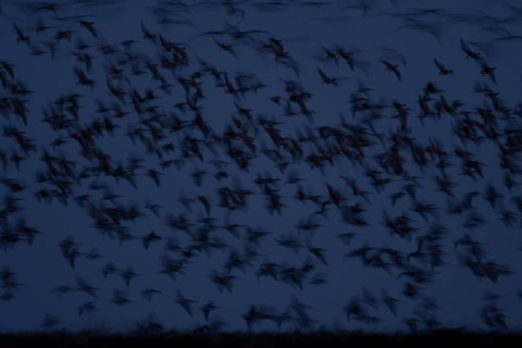 Pink-footed goose (Anser brachyrhynchus) adult geese flying in a flock or skein at dusk in winter,