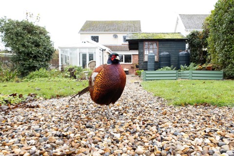 Common pheasant (Phasianus colchicus) adult male game bird on a garden path with a house in the