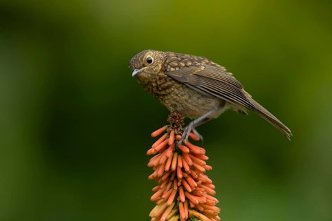 European robin (Erithacus rubecula) juvenile baby fledgling garden bird on a Red hot poker flower