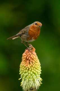 European robin (Erithacus rubecula) adult garden bird on a Red hot poker flower in summer, England,