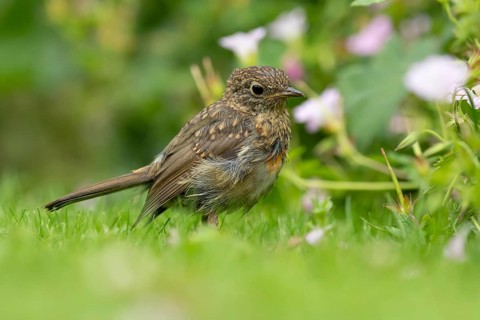 European robin (Erithacus rubecula) juvenile baby fledgling garden bird on a grass lawn in summer,