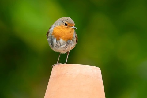 European robin (Erithacus rubecula) adult garden bird on a plant pot in summer, England, United