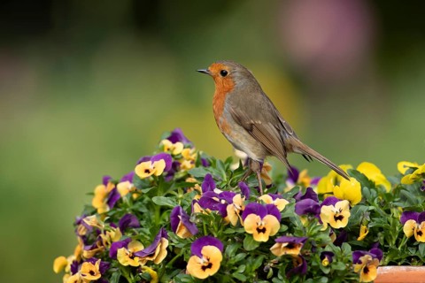 European robin (Erithacus rubecula) adult garden bird on a plant pot with Pansy and Viola flowers