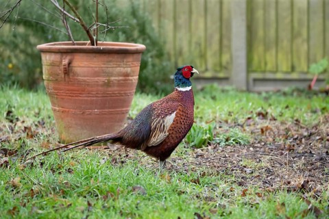 Common pheasant (Phasianus colchicus) adult male game bird in a garden, England, United Kingdom