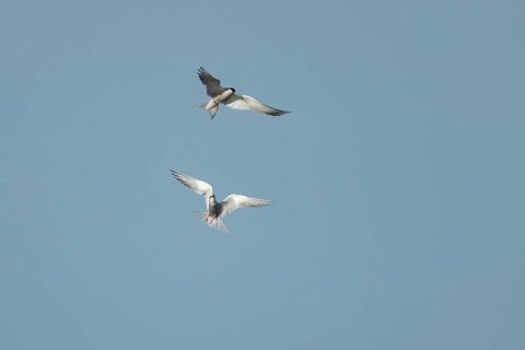 Common tern (Sterna hirundo) two adult birds in flight in summer, England, United Kingdom