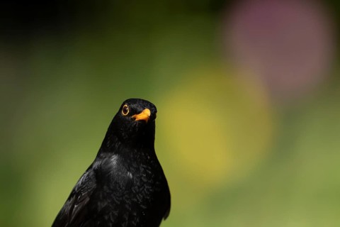 Eurasian blackbird (Turdus merula) adult male garden bird head portrait, England, United Kingdom