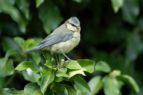 Blue tit (Cyanistes caeruleus) adult garden bird on an Ivy tree branch, England, United Kingdom
