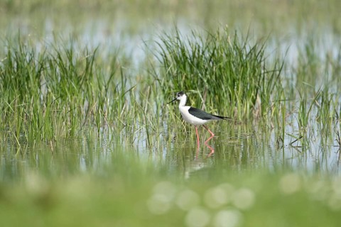 Black winged stilt (Himantopus himantopus) adult wader bird in a shallow lagoon in summer, RSPB