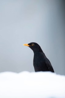 Eurasian blackbird (Turdus merula) adult male garden bird on snow in winter, England, United