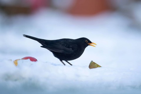 Eurasian blackbird (Turdus merula) adult male garden bird feeding on fruit on a snow covered grass