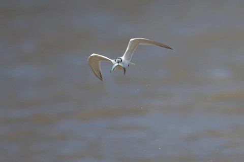 Sandwich tern (Thalasseus sandvicensis) adult bird in flight with a fish in its beak in summer,