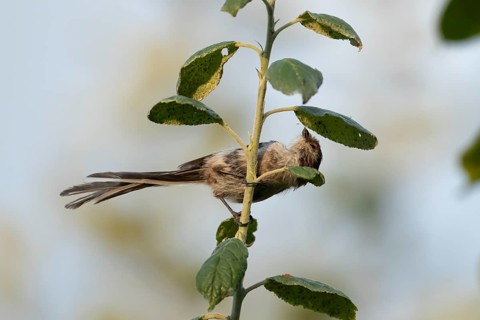 Long tailed tit (Aegithalos caudatus) adult garden bird feeding on aphids on a fruit tree in