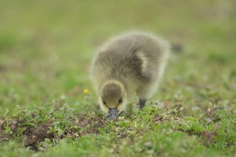 Greylag goose (Anser anser) juvenile baby gosling bird feeding on grassland in summer, England,