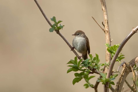 Cetti's warbler (Cettia cetti) adult bird on a tree branch in spring, RSPB Minsmere nature reserve,