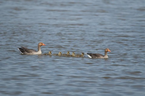 Greylag goose (Anser anser) two adult geese and five juvenile baby gosling birds swimming on a lake