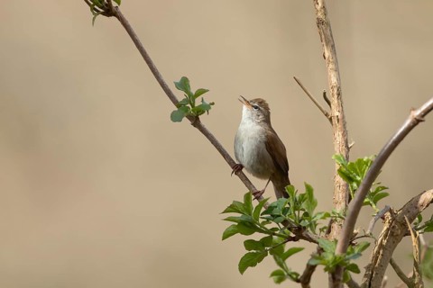 Cetti's warbler (Cettia cetti) adult bird singing on a tree branch in spring, RSPB Minsmere nature