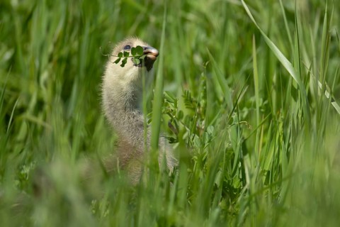 Greylag goose (Anser anser) juvenile baby gosling bird feeding in grassland in summer, England,