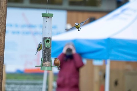 Blue tit (Cyanistes caeruleus) and Chaffinch (Fringilla coelebs) adult garden birds at a bird