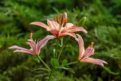 Lily in a garden. Krasnodar. Russia