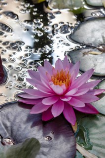 Water lily. Krasnodar. Russia